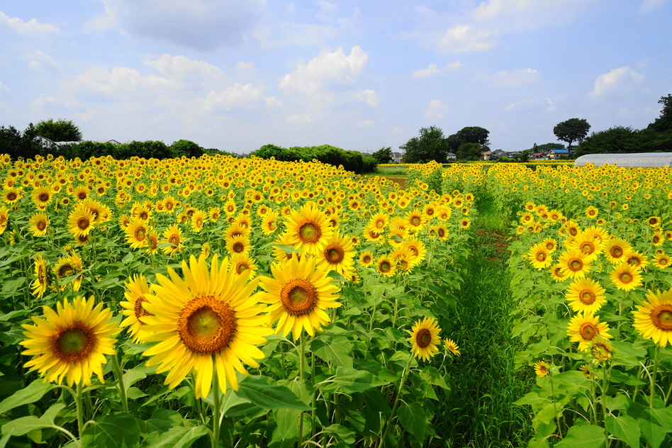 清瀬市の建設業許可に関する情報